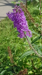 Buddleja davidii
