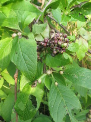 Eleutherococcus sessiliflorus