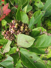 Eleutherococcus sessiliflorus