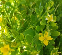 Roepera billardierei