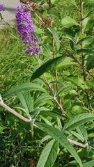 Buddleja davidii