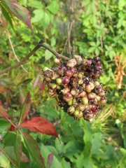 Eleutherococcus sessiliflorus