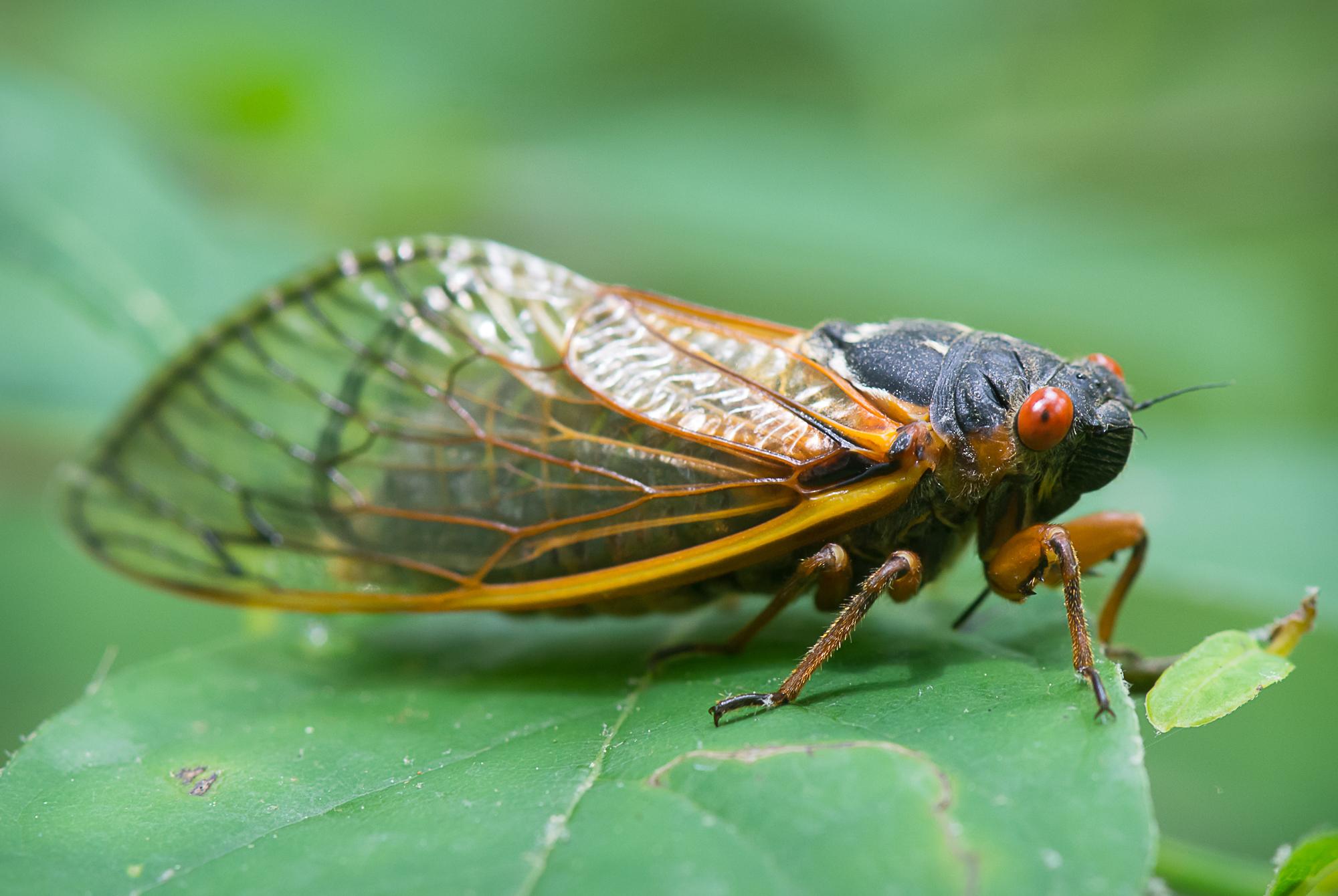 Mega Moodah Cicada Fly