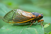 Pharaoh Cicada - Photo (c) jsatler, some rights reserved (CC BY-NC), uploaded by jsatler