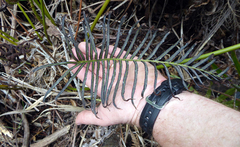 Blechnum triangularifolium