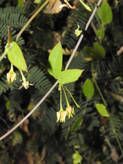 Pentatropis capensis