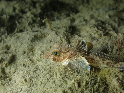Grauwe poon (Eutrigla gurnardus) — Triglidae — 3