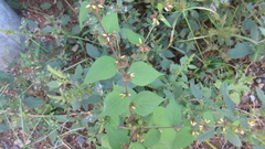 Triumfetta japonica