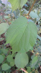 Triumfetta japonica