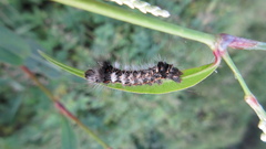 Acronicta rumicis