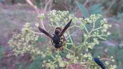 Orancistrocerus drewseni