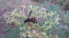 Orancistrocerus drewseni