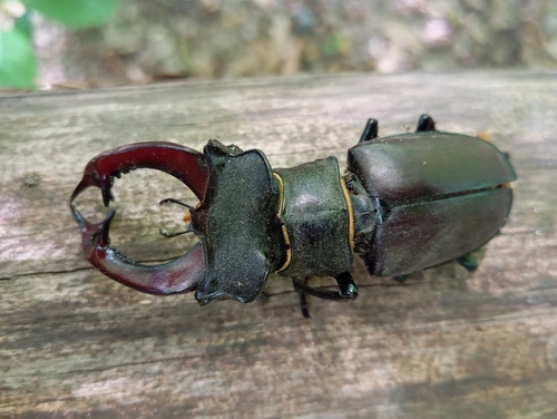 Lucanus cervus