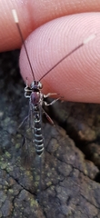 Labeninae