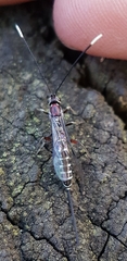 Labeninae