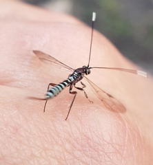 Labeninae