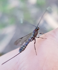 Labeninae