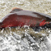 Coho Salmon - Photo (c) mbalame99, some rights reserved (CC BY-NC), uploaded by Mike Patterson