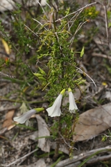 Prostanthera chlorantha