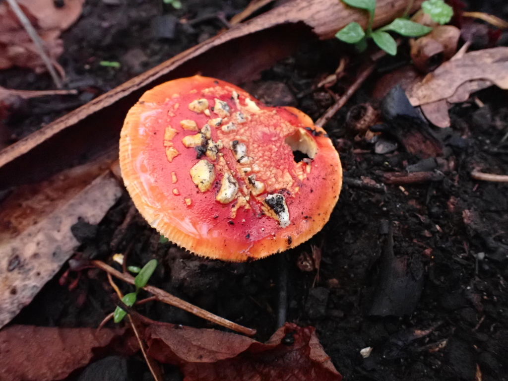 Amanita xanthocephala · May 2025 · photo: © ttsquid (iNaturalist, cc-by)