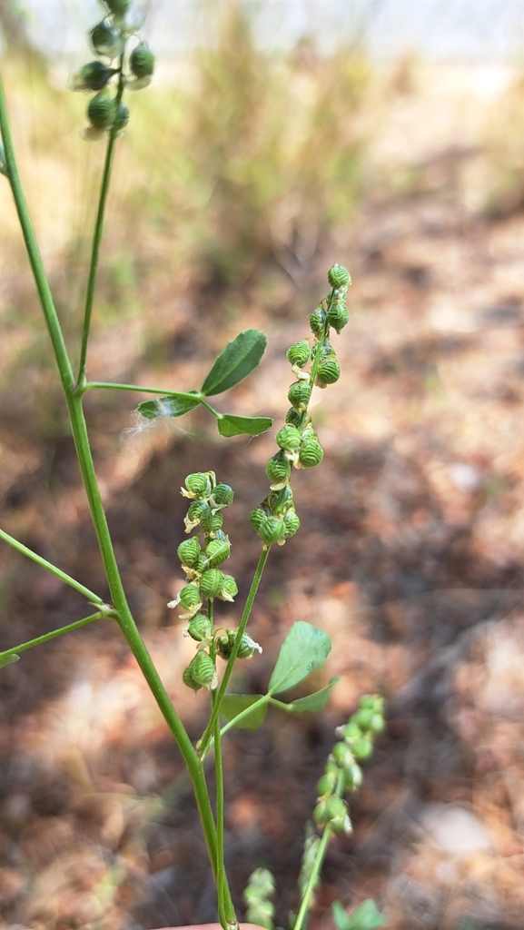 Elegant sweetclover (Melilotus elegans)