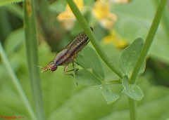 Trypetoptera canadensis