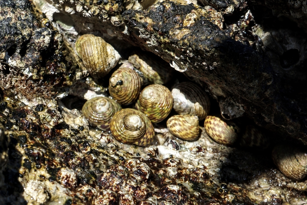 Würfelturbanschnecke
