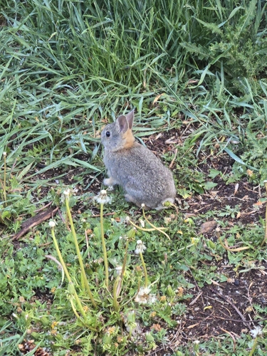 ヤマワタオウサギ