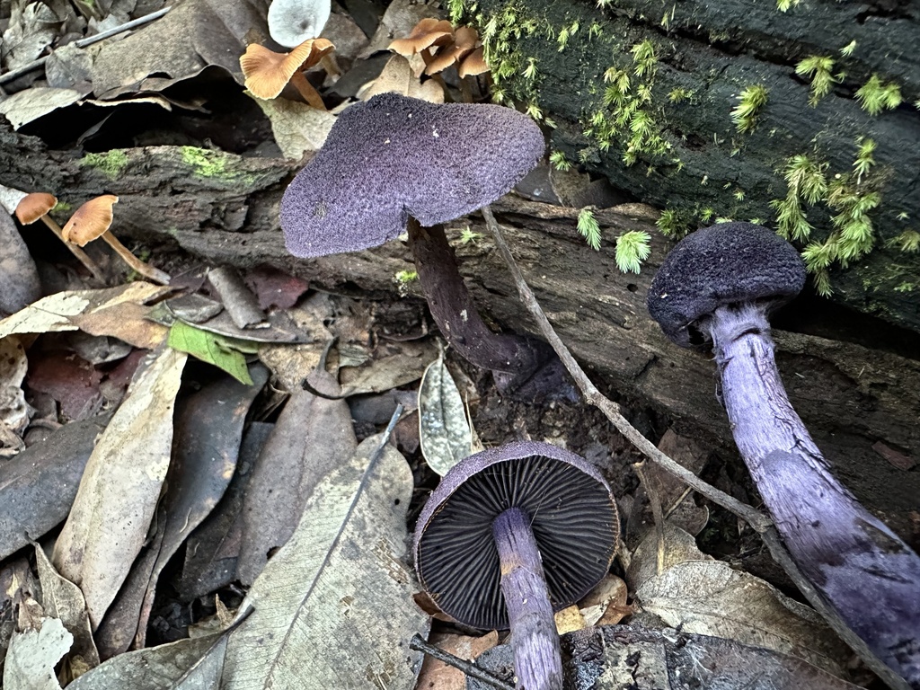 Cortinarius kioloensis · June 2025 · photo: © prossington (iNaturalist, cc-by)