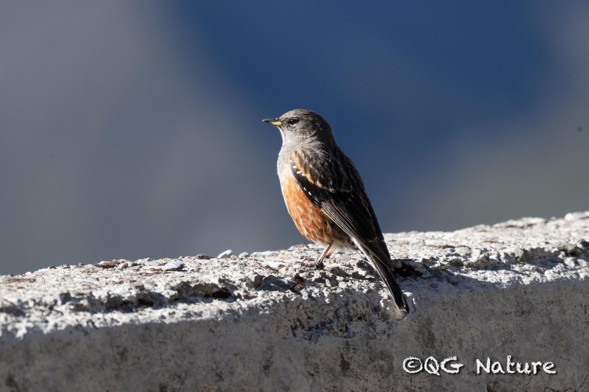 Alpine Accentor