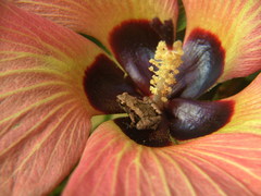 Microhyla palmipes