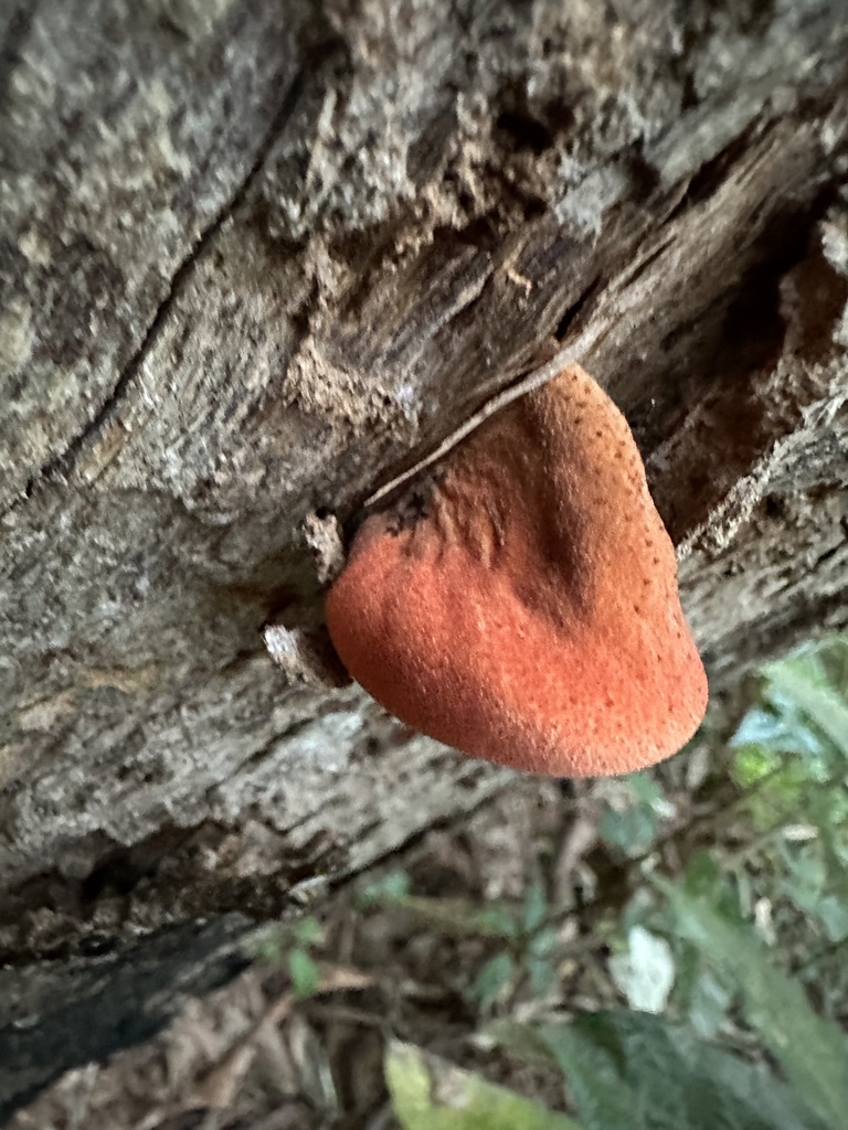 Fistulina spiculifera · June 2025 · photo: © prossington (iNaturalist, cc-by)