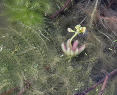 Utricularia stellaris