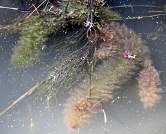 Utricularia stellaris