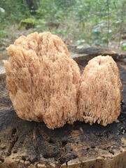 Artomyces microsporus