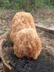 Artomyces microsporus