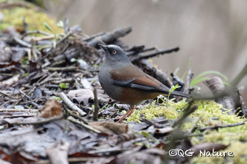 Maroon-backed Accentor (Prunella immaculata), photo 3
