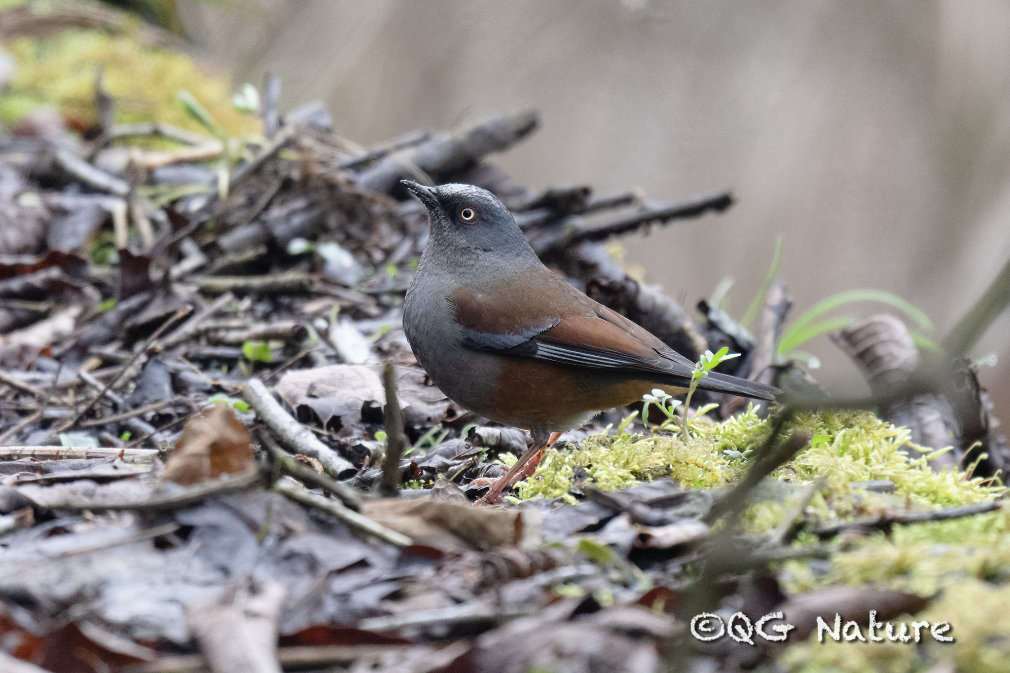 Maroon-backed Accentor