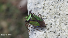 Pentatoma parametallifera