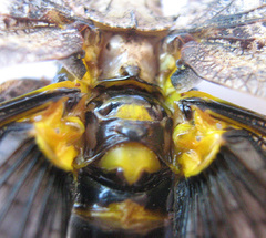 Cymatomera denticollis