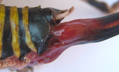Cymatomera denticollis