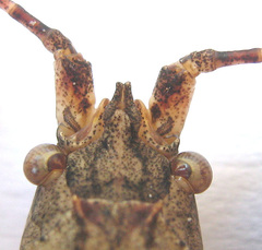 Cymatomera denticollis