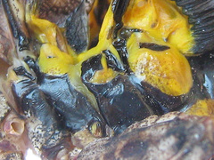 Cymatomera denticollis