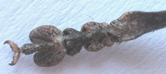 Cymatomera denticollis