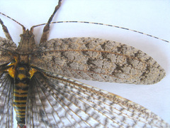 Cymatomera denticollis