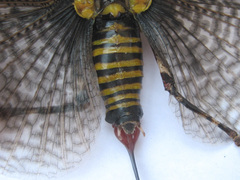 Cymatomera denticollis