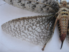 Cymatomera denticollis