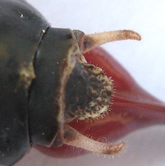 Cymatomera denticollis