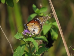 Danaus chrysippus alcippus
