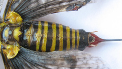 Cymatomera denticollis